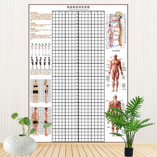 油画布送胶体态评估表墙贴儿童产后健身瑜伽体位姿势网格体测图纸