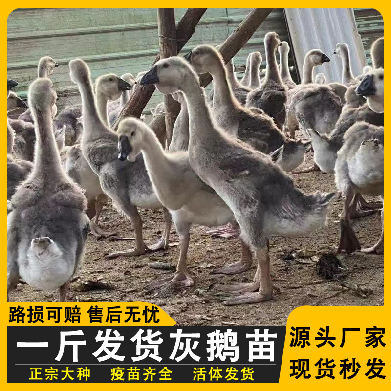 【优选品种】一斤灰鹅苗雁鹅马岗鹅大种灰头鹅小鹅活鹅土鹅脱温鹅