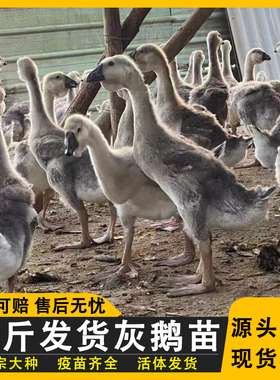 灰鹅活苗一斤幼苗大雁鹅苗大灰色纯种正宗土鹅苗脱温鹅特大产蛋王