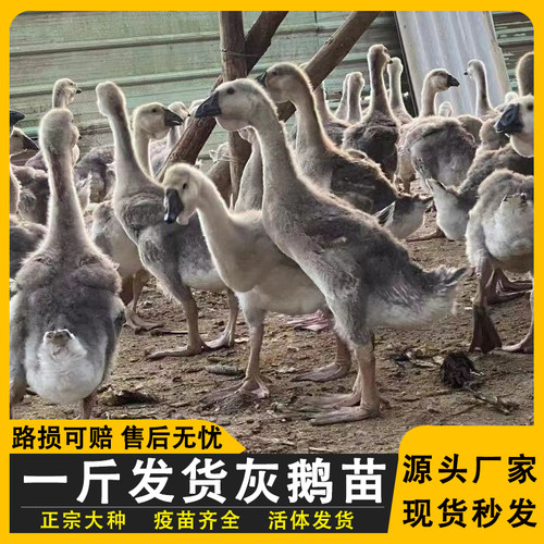 灰鹅活苗一斤幼苗大雁鹅苗大灰色纯种正宗土鹅苗脱温鹅特大产蛋王