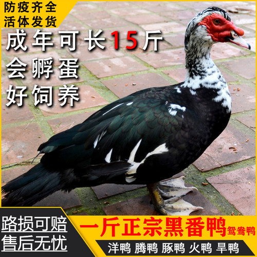 一斤黑番鸭活苗正宗红脸洋鸭火鸭大型活鸭幼苗大种番鸭活苗幼苗