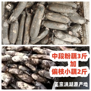 5斤新鲜莲藕现挖正宗洪湖粉藕原产地大小藕套餐 有个组合