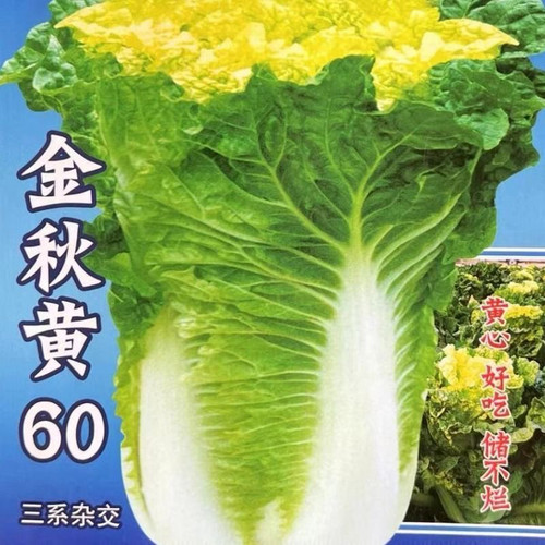 金秋黄60白菜种子早熟好吃