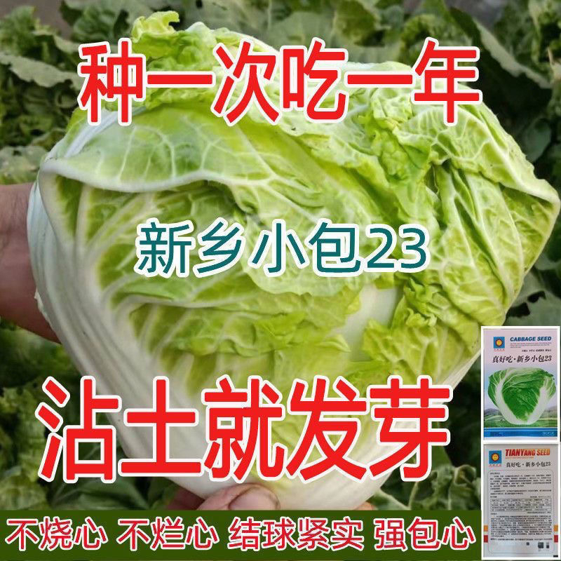 真好吃新乡小包23火锅菜甜白菜籽