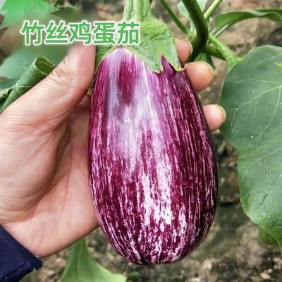 竹丝鸡蛋茄种子甜嫩薄皮