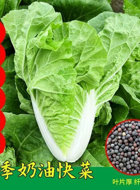奶油快菜四季蔬菜小白菜种子