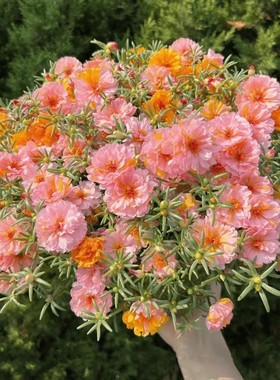 重瓣多层太阳蓝色种子四季大花易活开花不断盆栽耐旱花籽阳台庭院