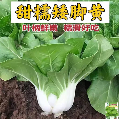 四季矮脚黄菜籽蔬菜籽