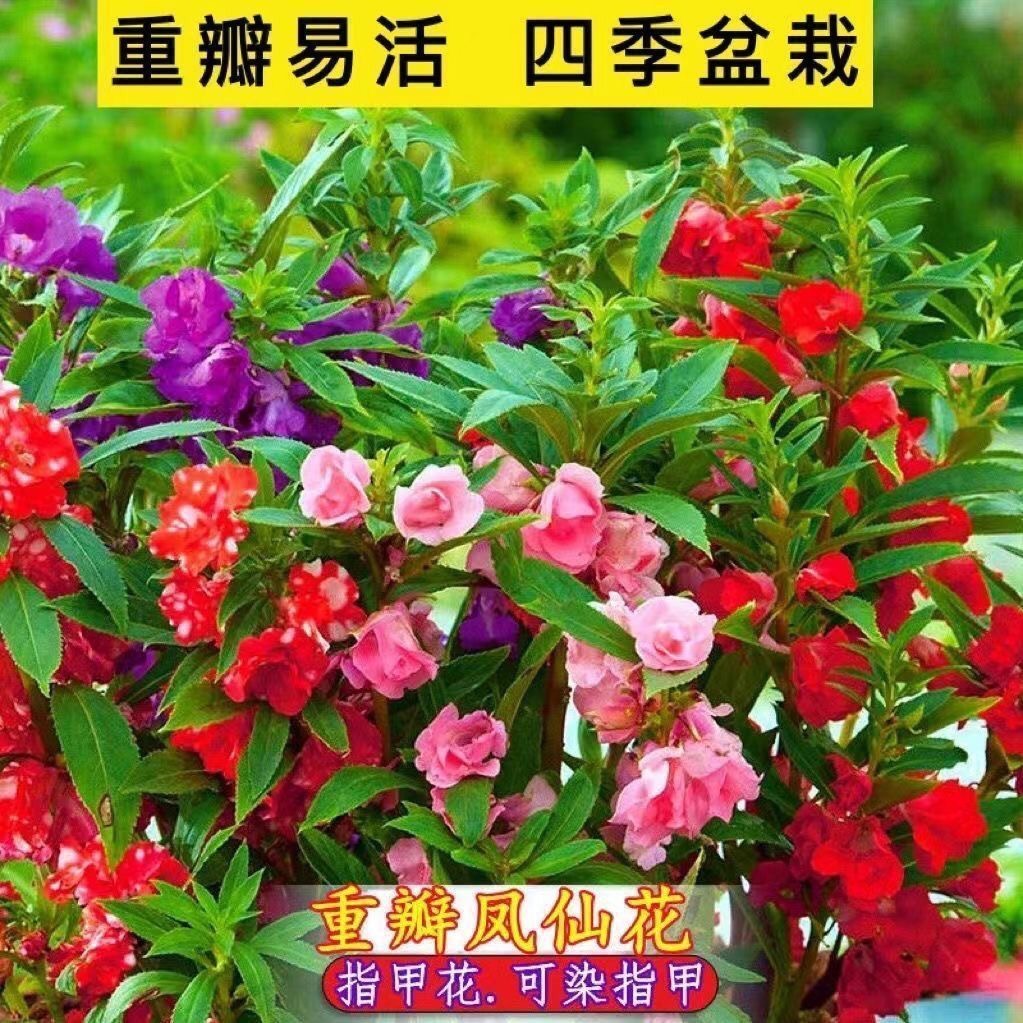 重瓣凤仙花种子指甲花七彩凤仙花茶花四季播庭院阳台盆栽花卉种子