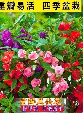 重瓣凤仙花种子指甲花七彩凤仙花茶花四季播庭院阳台盆栽花卉种子