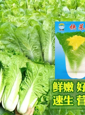 快菜38蔬菜种子籽甜脆快菜快小白菜阳台花盆四季种植绿色有吉蔬菜