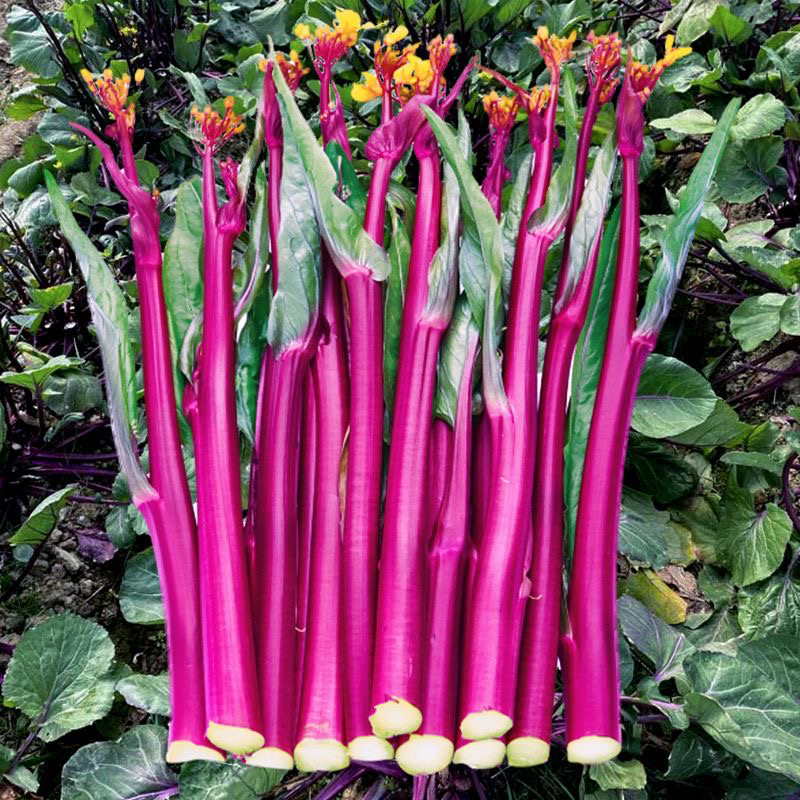 红菜苔四季菜心脆甜新鲜