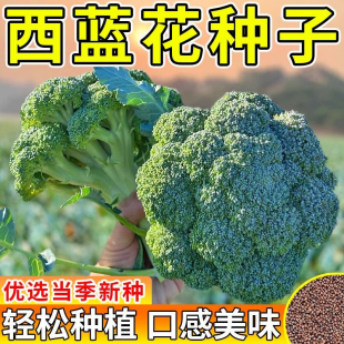 西兰花种籽西兰花种子花苗蔓陀绿青花菜菜花四季种籽花籽孑蔬菜籽