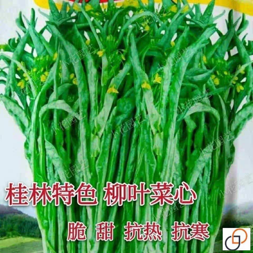厂家封装阳台盆栽多笋卷叶菜心