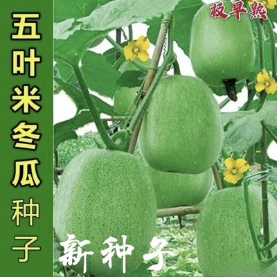 五叶米小冬瓜种子春秋速生