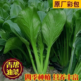 奶油青帮油菜种子四季播种鸡毛菜上海青种籽阳台庭院蔬菜种子大全