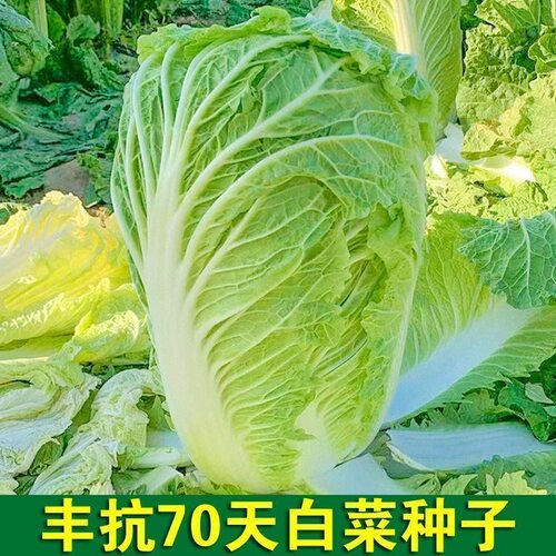 白菜种子丰抗70_80_90_100_120天早熟晚熟杂交高产结球大白菜种籽