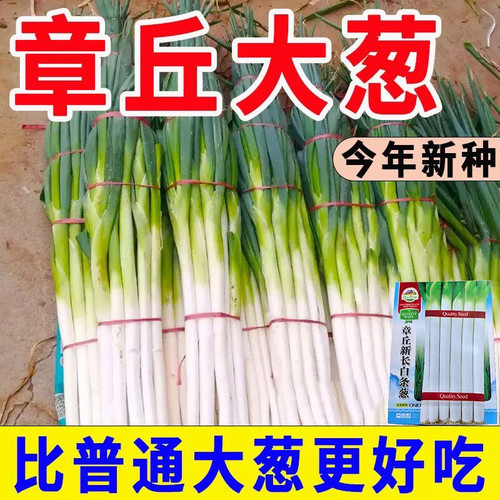 正宗山东章丘长杆大葱铁杆大葱特级农家春秋冬季蔬菜孑菜种籽长葱