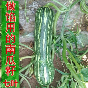 七叶早南瓜种子特早熟南瓜种子香甜糯花皮老南瓜种子高产倭瓜种籽