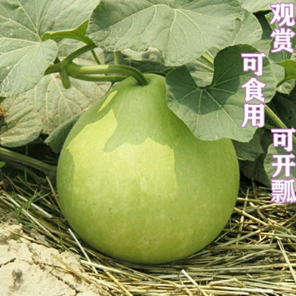 瓢葫芦菜葫芦种子葫芦瓠子盆栽种食用观赏蔬菜庭院阳台春夏秋四季
