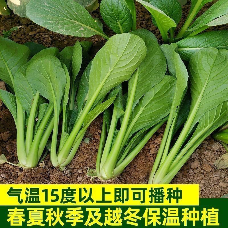 正宗小菘菜种子耐热速生耐寒图片