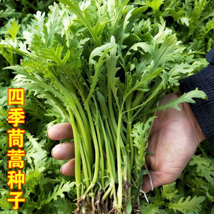 大叶茼蒿种子皇帝菜春季夏秋冬盆栽阳台四季青蔬菜种籽孑现在农家