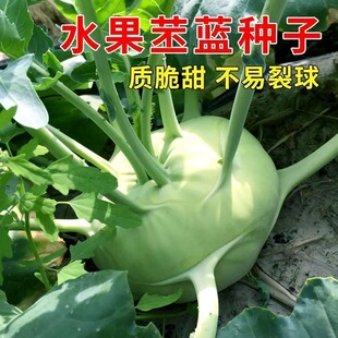 青苤蓝种子生吃甜脆水果绿苤蓝四季春秋栽培球茎甘蓝种子蔬菜种子