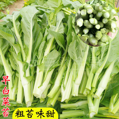 早熟白菜苔种籽白菜心种子香甜早白菜苔菜种阳台庭院蔬菜四季种植