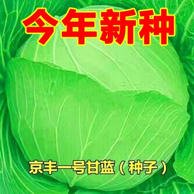 特大包心菜种子京丰一号甘蓝种子中熟蔬菜种子一代杂交甘蓝种子