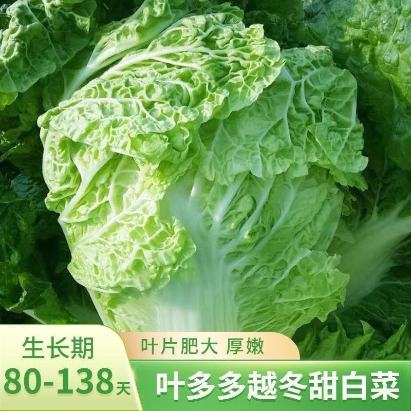 大白菜种子火锅菜白菜种子
