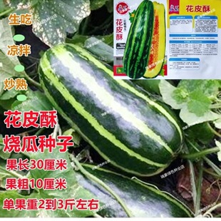 花皮红瓤酥瓜种子花皮酥香瓜烧瓜菜瓜甜瓜种籽春夏播盆栽梢瓜种子