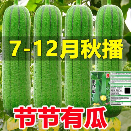 高产特大肉丝瓜种春夏秋季