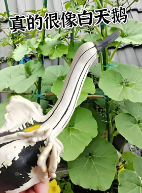 白天鹅南瓜籽特色玩具小南瓜
