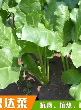 根达菜种子牛皮菜籽蔬菜种子阳台盆栽君达菜四季莙荙菜厚皮菜农家