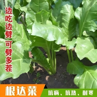 根达菜种子牛皮菜籽蔬菜种子阳台盆栽君达菜四季莙荙菜厚皮菜农家