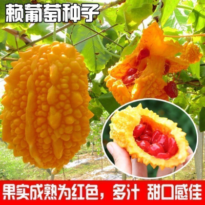 金癞瓜种子金玲子赖葡萄种籽食用赖瓜四季庭院盆栽水果蔬菜种子