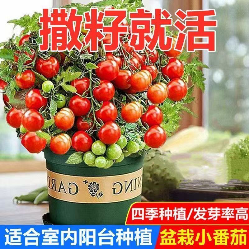 四季矮生小番茄种子西红柿盆栽红番茄果籽种庭院阳台盆栽水果种子