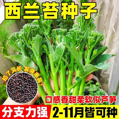 优质新种西兰苔种子绿西兰苔有机西洋芥兰田园庭院种植蔬菜苔种子