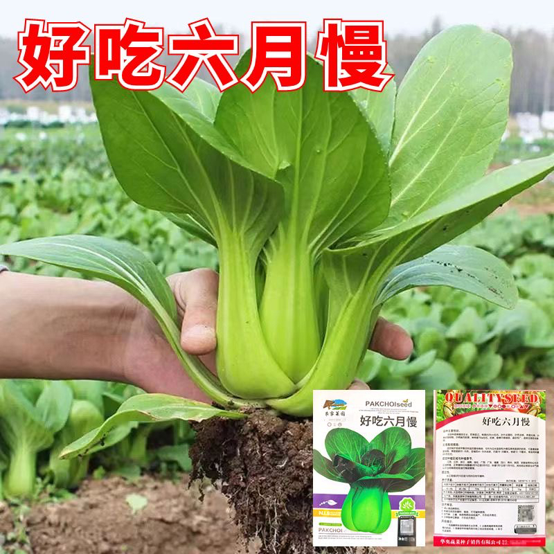 六月慢种子正宗原装四季蔬菜种