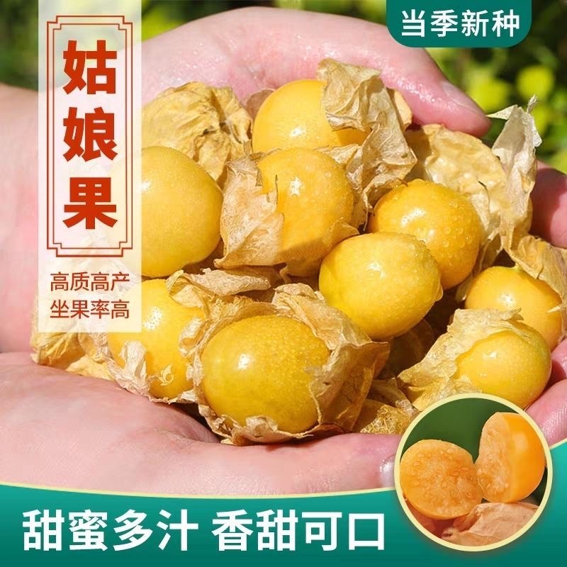 姑娘果种子粒粒甜黄姑娘果种子一年四季种阳台盆栽南北菇娘果种子