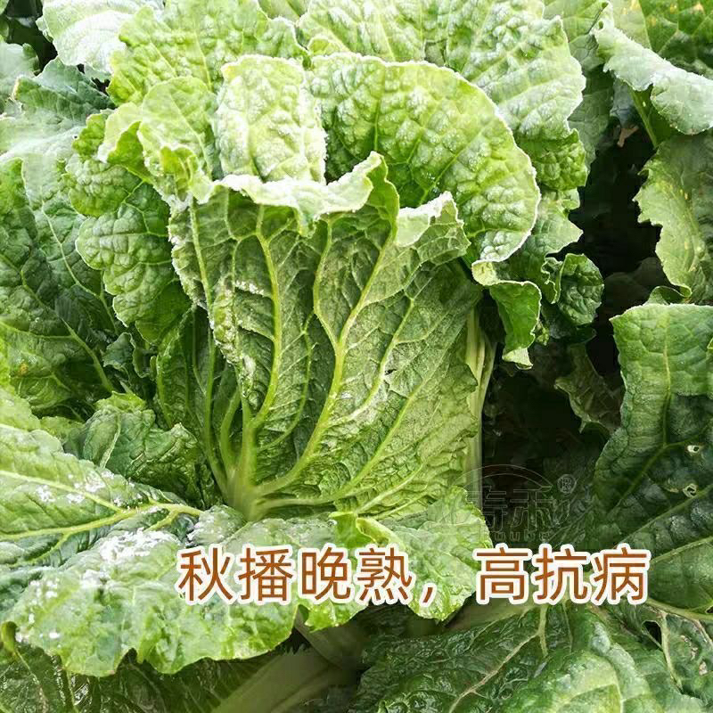北京新三号大白菜子抗病秋季种子