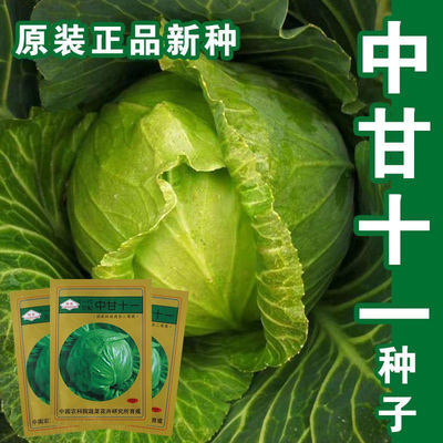 中甘十一甘蓝种子高产量包心菜卷心菜白菜种子籽抗寒大田盆栽蔬菜