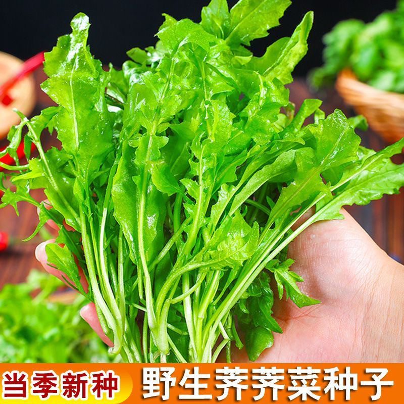 荠菜野菜种子香荠菜农田菜园