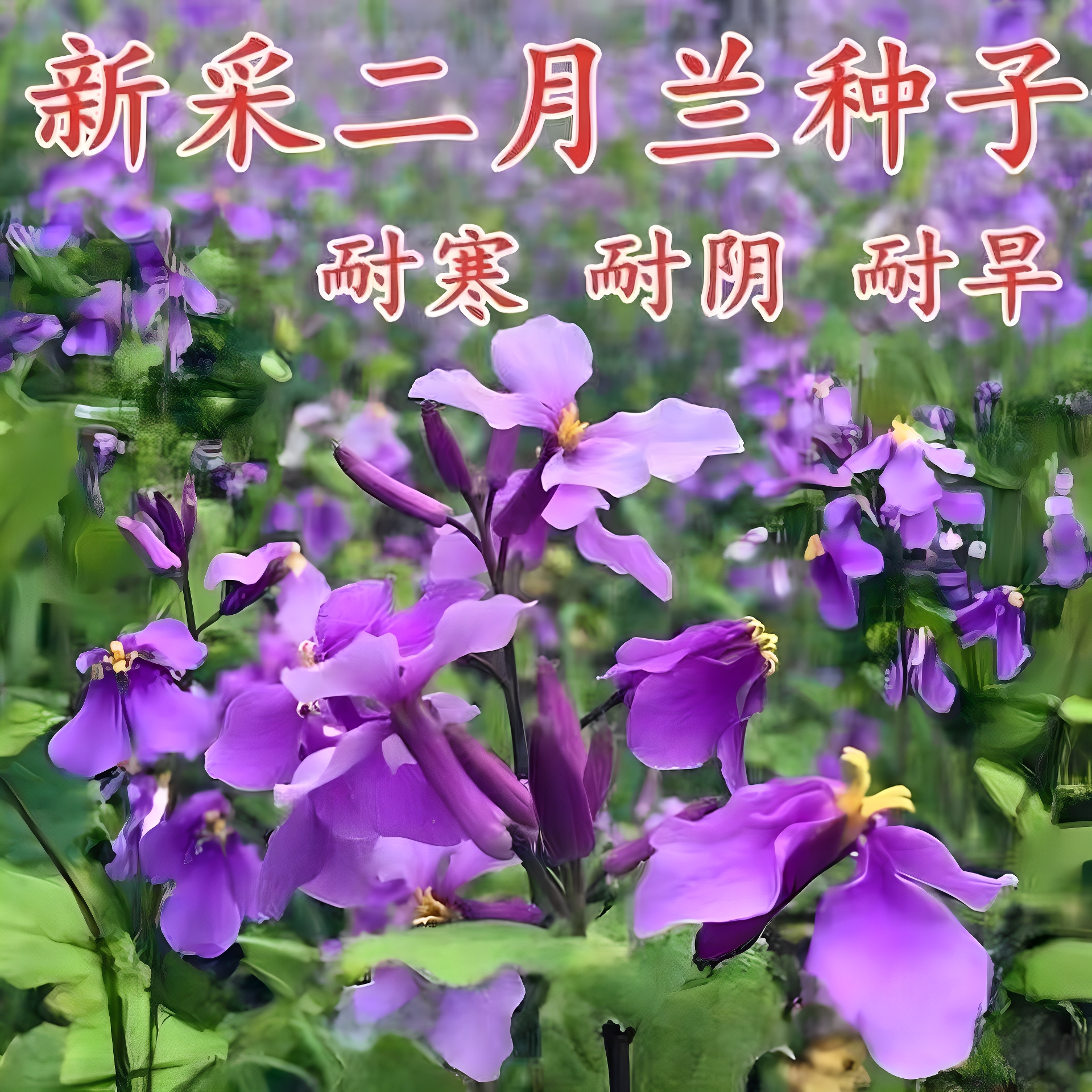 二月兰种子多年生易活宿根诸葛菜花种籽四季耐阴耐寒园林绿化花籽