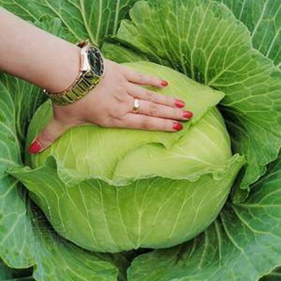特大种子包菜京丰一号甘蓝薄皮中熟种籽耐热耐寒蔬菜杂交扁圆