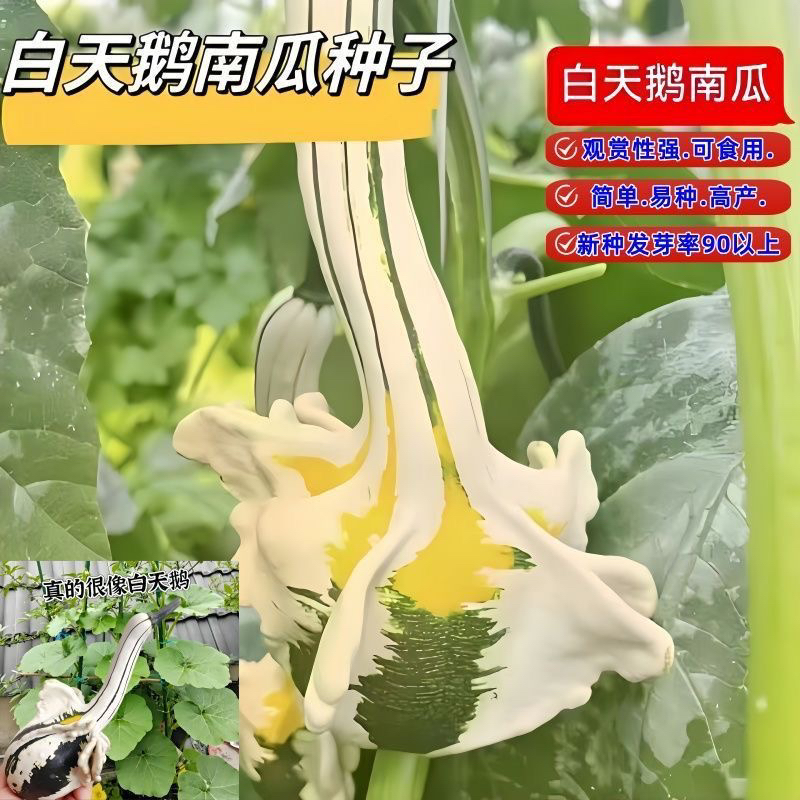 白天鹅南瓜种子观赏南瓜籽