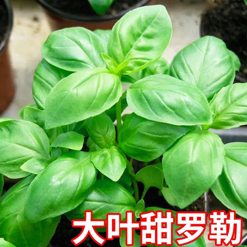 大叶罗勒种子九层塔金不换种子甜罗勒食用香料驱蚊虫香草有机蔬菜