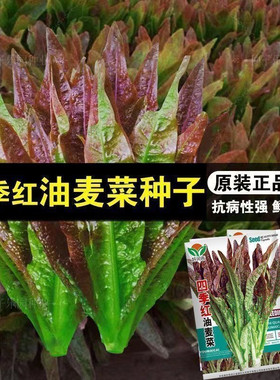 四季红油麦种子脆甜高产香油麦菜籽耐热清香无斑阳台盆栽蔬菜种子