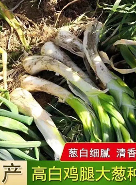 高白鸡腿大葱种子大葱种子鸡腿葱大头葱种子辣味浓厚家庭露地种子