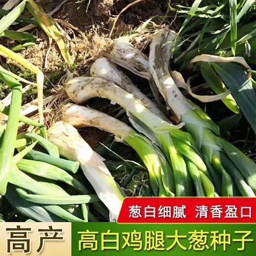 高白鸡腿大葱种子大葱种子鸡腿葱大头葱种子辣味浓厚家庭露地种子